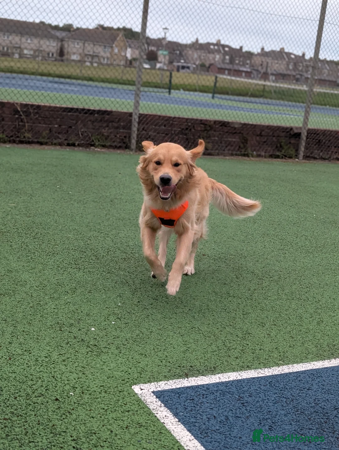 Golden Retriever dogs for stud: Proven - Fully Health Tested KC Golden Retriever in Saltcoats - Advert 2