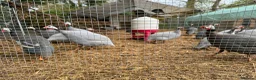 Guinea Fowl poultry for sale: Guinea Fowl Hatching Eggs in East Grinstead - Advert 4