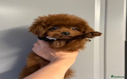 Toy Poodle dogs for sale: Asian teddy face toy poodles boys - Image 12