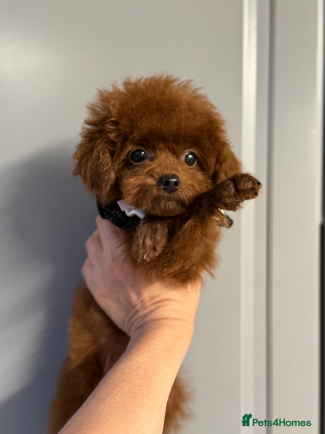 Toy Poodle dogs for sale: Asian teddy face toy poodles boys - Image 12