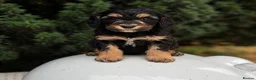 Cockapoo dogs for sale: Stunning unusual cockapoos  - Advert 9