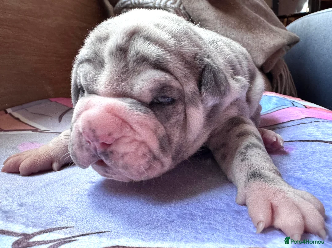 Shar Pei dogs for sale: Stunning Bullpei Puppies (Sharpei/English Bulldog) - Advert 15