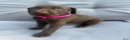 German Shorthaired Pointer dogs for sale: German shorthaired pointer X Weimaraner  - Advert 11