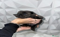 French Bulldog dogs for sale: Fluffy French Bulldog Puppies for sale - Advert 9