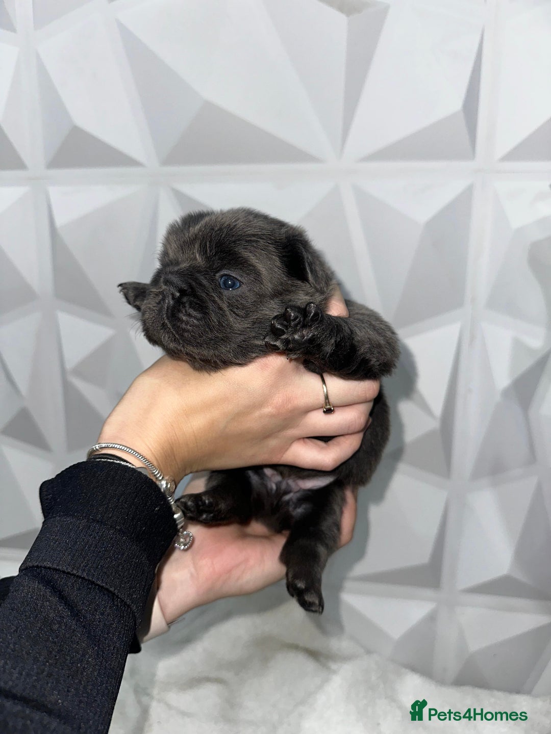 French Bulldog dogs for sale: Fluffy French Bulldog Puppies for sale - Advert 9