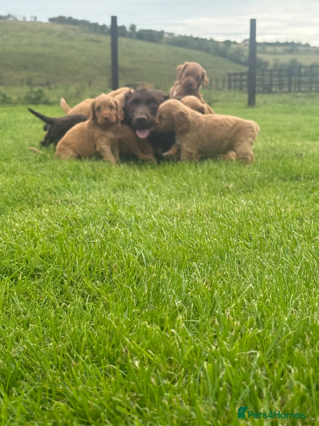 Cockapoo dogs for sale: Cockapoo Puppies - Advert 2