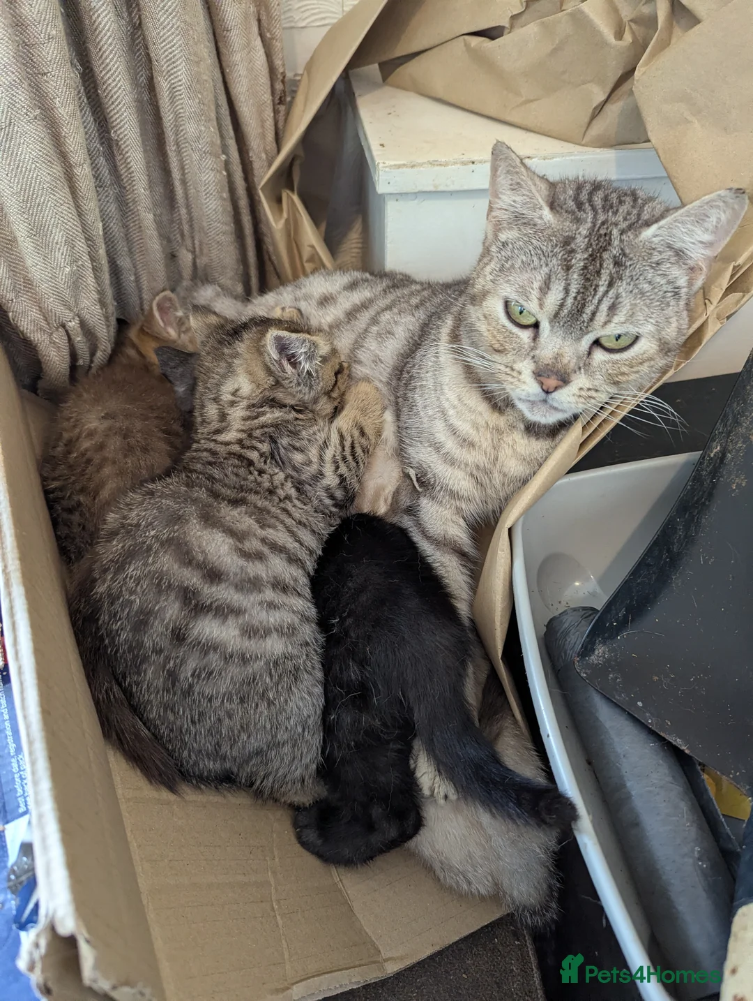 British Shorthair cats for sale: British Shorthair Kittens  - Advert 7