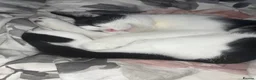 Domestic Shorthair cats for sale: Tuxedo cat Free in Reading - Advert 6