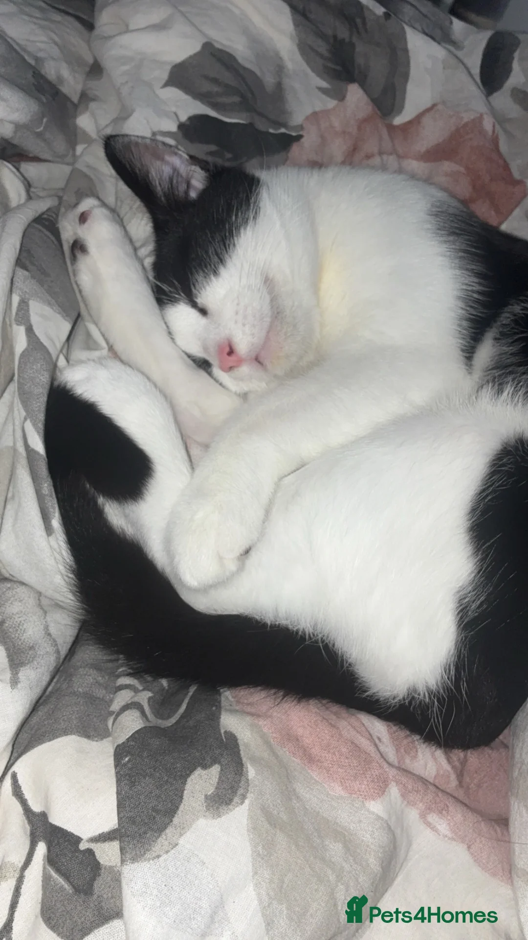 Domestic Shorthair cats for sale: Tuxedo cat Free in Reading - Advert 6