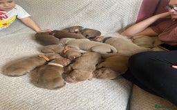 Staffordshire Bull Terrier dogs for sale: Beautiful staff puppies for sale - Image 1