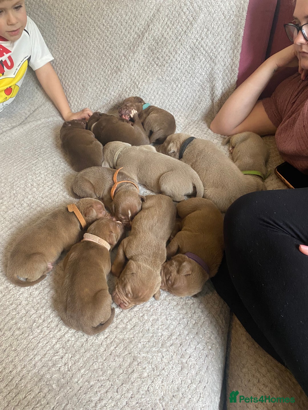 Staffordshire Bull Terrier dogs for sale: Beautiful staff puppies for sale - Image 1
