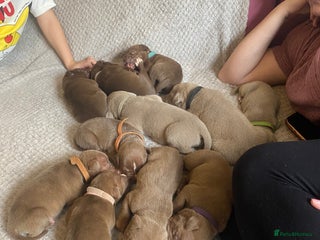 Staffordshire Bull Terrier dogs - Advert 3