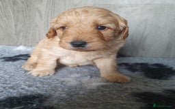Labradoodle dogs for sale: labradoodle - Image 4