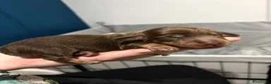 Dachshund 3