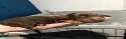 Dachshund dogs for sale: Beautiful miniature Dachshund Puppies - Advert 8
