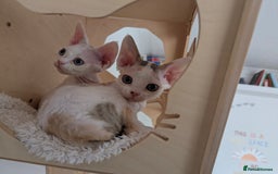 Devon Rex cats for sale: 🐾 Beautiful Devon Rex Kittens💕 - Image 7