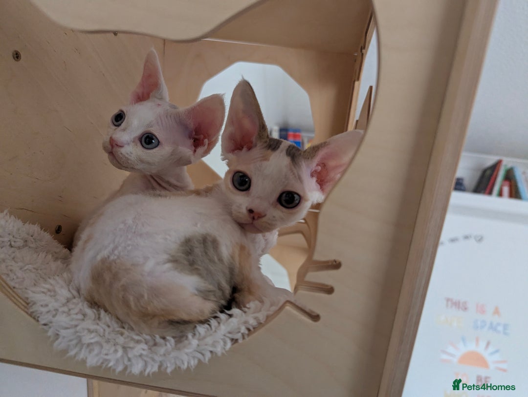 Devon Rex cats for sale: 🐾 Beautiful Devon Rex Kittens💕 - Image 7