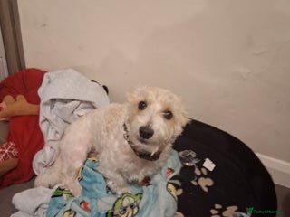 Mixed Breed dogs Westy - Advert 1