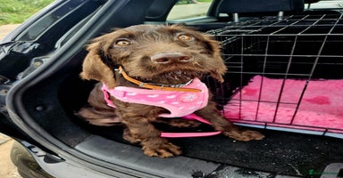 Mixed Breed dogs in Cumnock - Advert 8