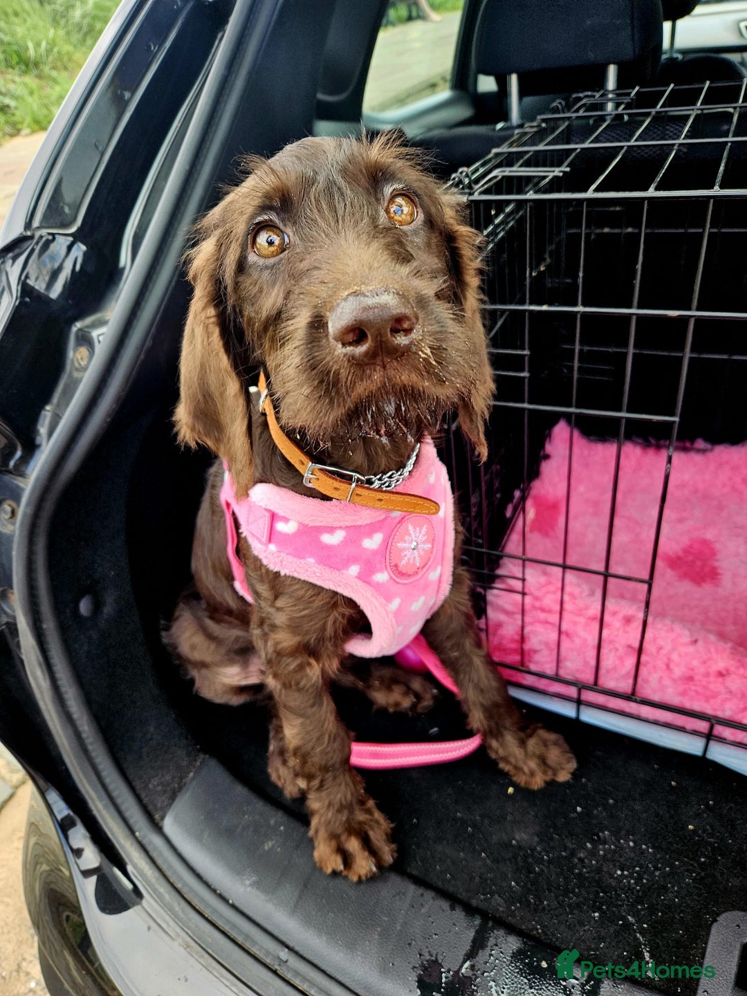 Mixed Breed dogs for sale: Poodle/pointer puppies in Cumnock - Image 5