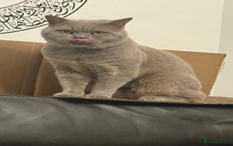 British Shorthair cats for sale: British Shorthair Kittens  - Image 8