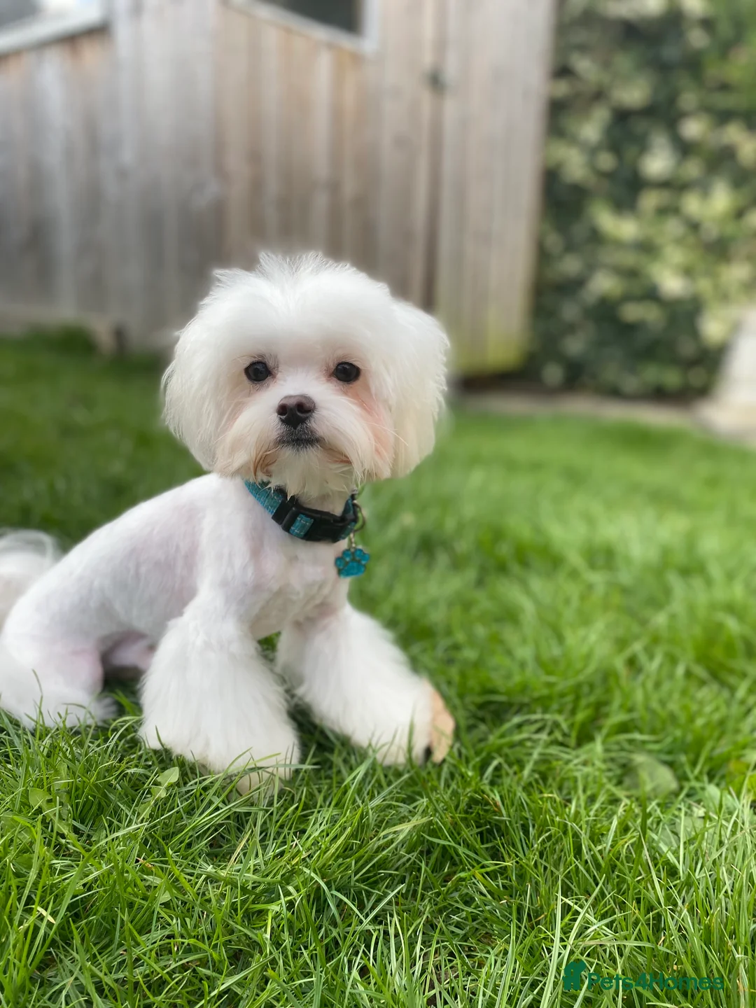 Maltese dogs for stud: Stud dog Available-Miniature Maltese £200 in Mitcham - Advert 2