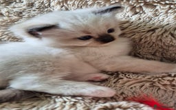 Ragdoll cats for sale: 4 Precious tica Ragdoll girls - Image 16