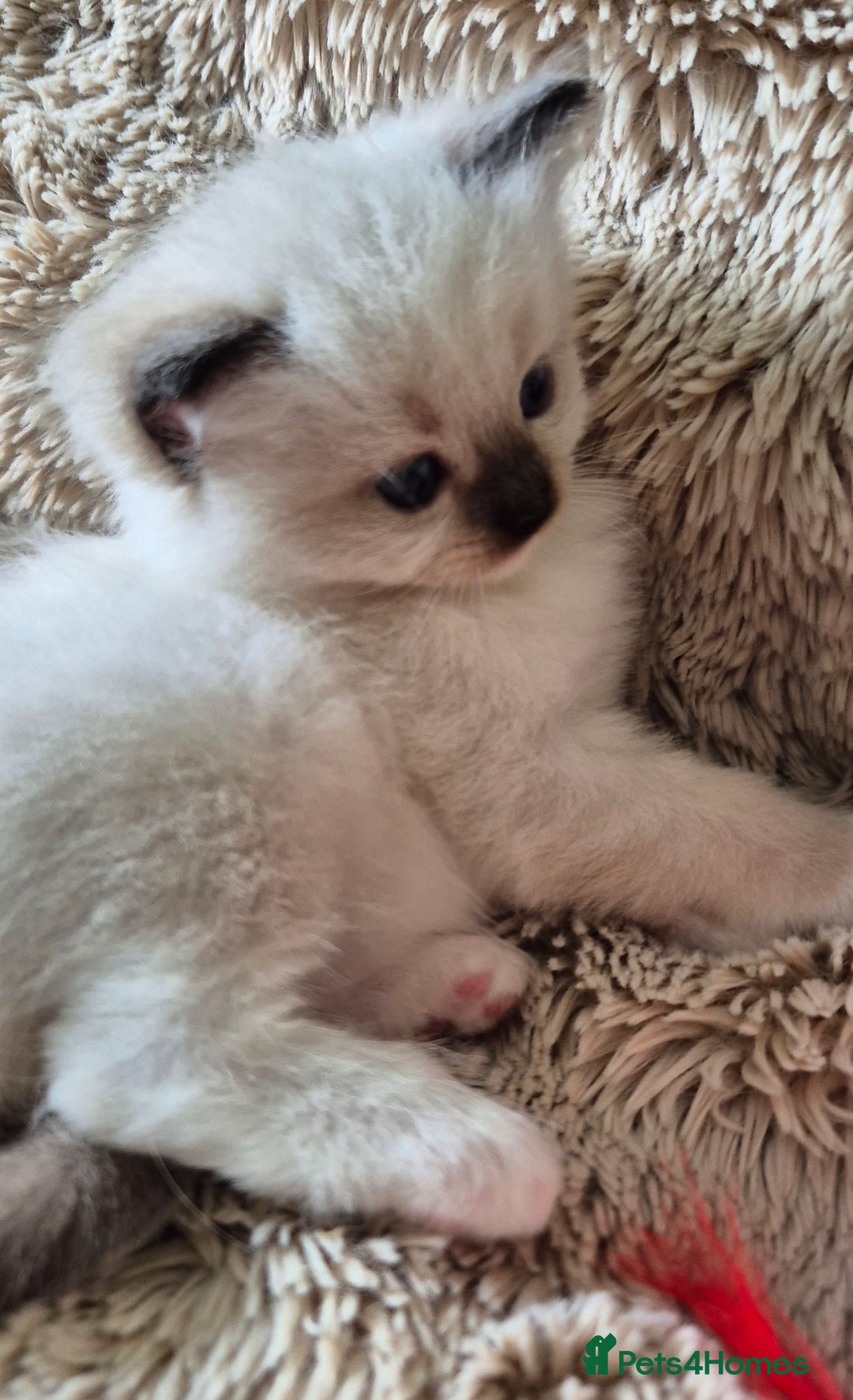 Ragdoll cats for sale: 4 Precious tica Ragdoll girls - Image 16