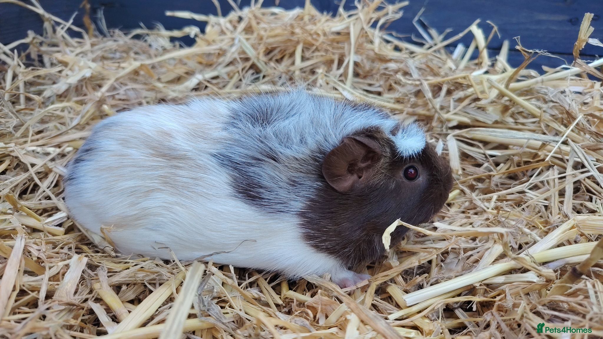 Guinea Pig rodents Various Beautiful baby Guinea Pigs available - Advert 5