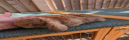 Mini Lop rabbits for sale: 2 x baby rabbits availiable (read description) - Advert 4