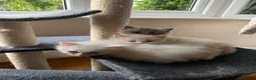Ragdoll cats for sale: Gorgeous Ragdoll Kittens - Advert 13