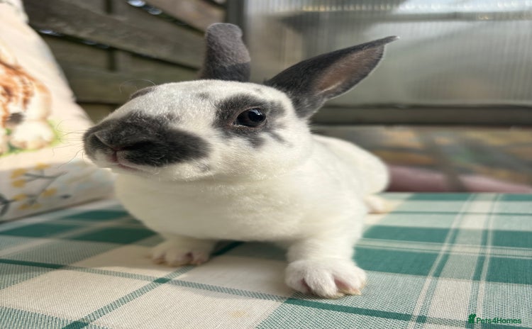 Rex rabbits - Advert 1