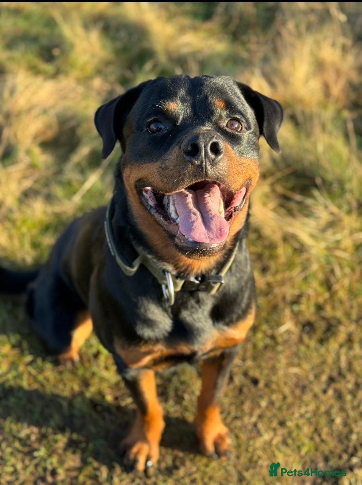 Rottweiler dogs Strong Rottweiler for Stud Available - Advert 2