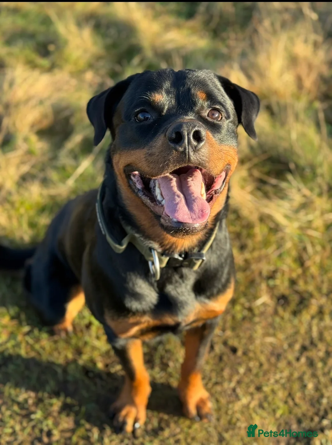 Rottweiler dogs for stud: Strong Rottweiler for Stud Available - Advert 1