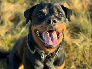 Rottweiler dogs Strong Rottweiler for Stud Available - Advert 2