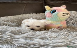 Maltese dogs for sale: Beautiful Maltese Puppies  - Image 7