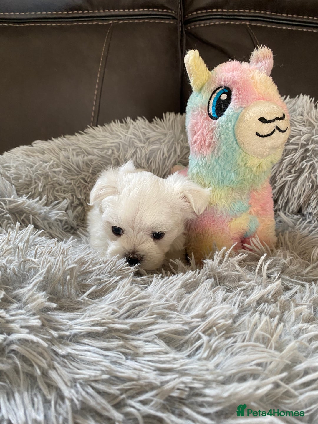 Maltese dogs for sale: Beautiful Maltese Puppies  - Image 7