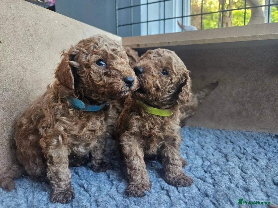 Toy Poodle dogs for sale: Stunning  Red Toy Poodle Pups  in Canterbury - Advert 2