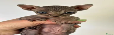 Sphynx Kitten 2