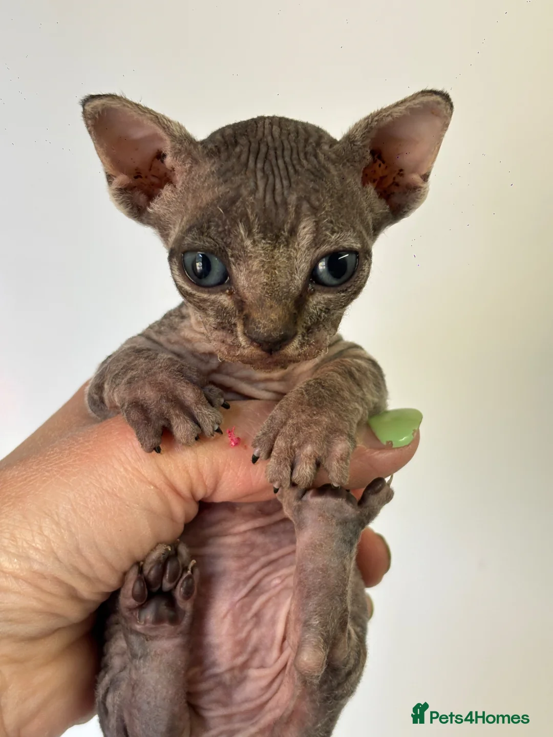 Sphynx cats for sale: BAMINO SPHYNX FEMALE KITTEN TICCA REGISTER ACTIVE - Advert 1