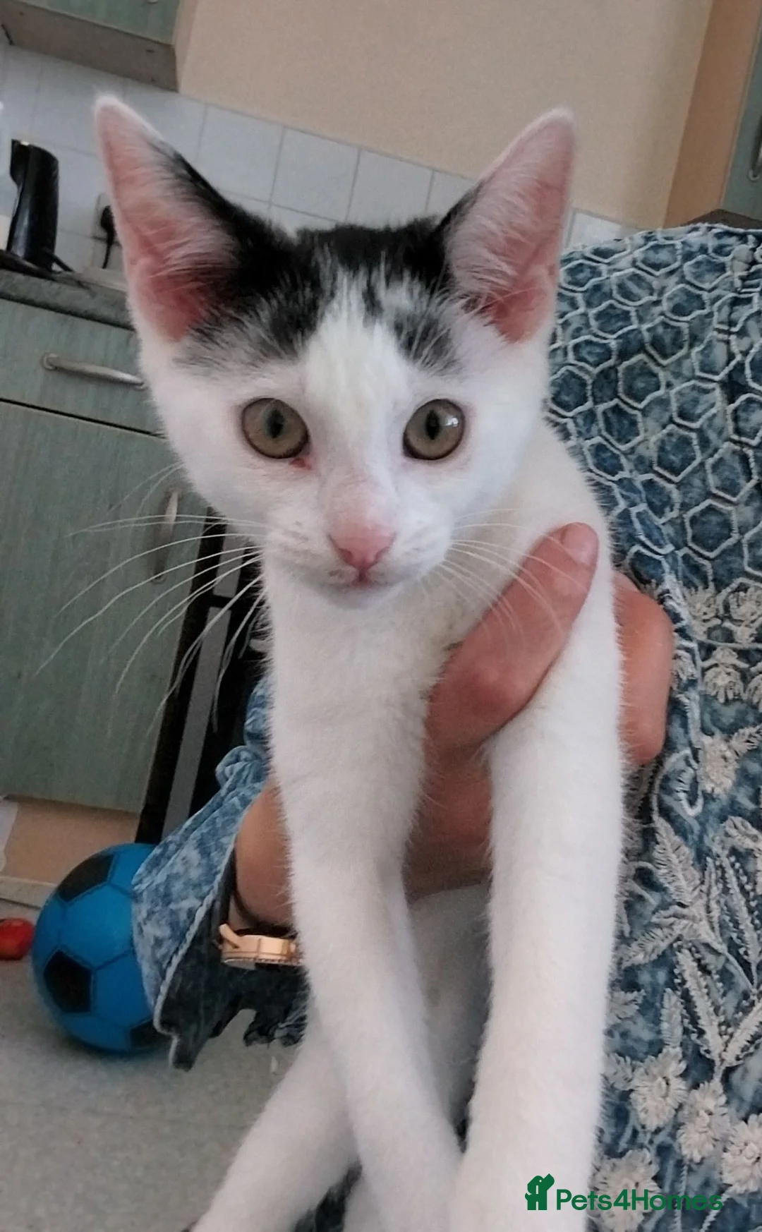 Mixed Breed cats for sale: Kitten Mimi in Lincoln - Advert 3