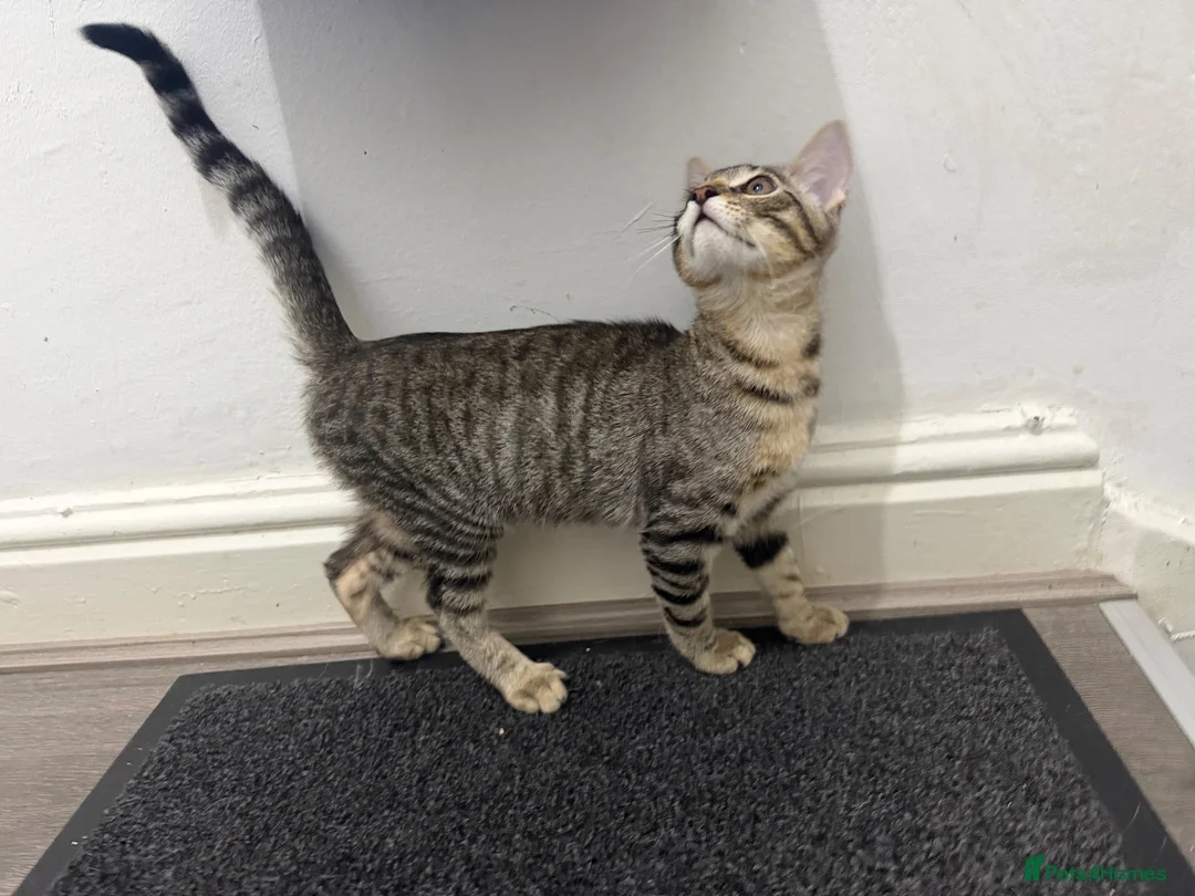 Mixed Breed cats for sale: Savannah cross rag doll kittens - Advert 7