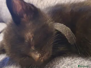 British Shorthair cats Black British Shorthair kittens - Advert 10