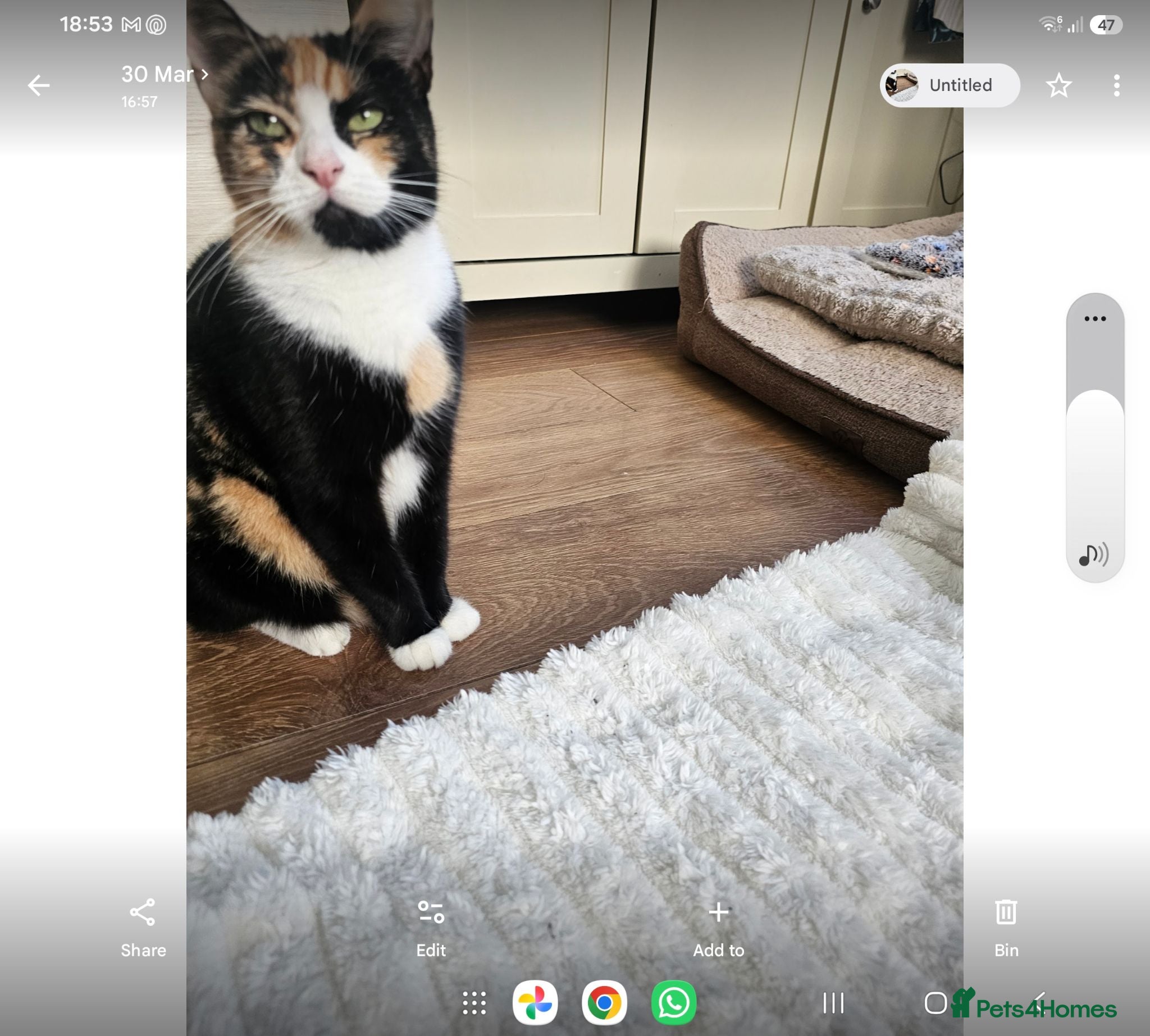 Mixed Breed cats 5 kittens looking for loving family  - Advert 2