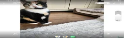 Mixed Breed cats for sale: 5 kittens looking for loving family  - Advert 1