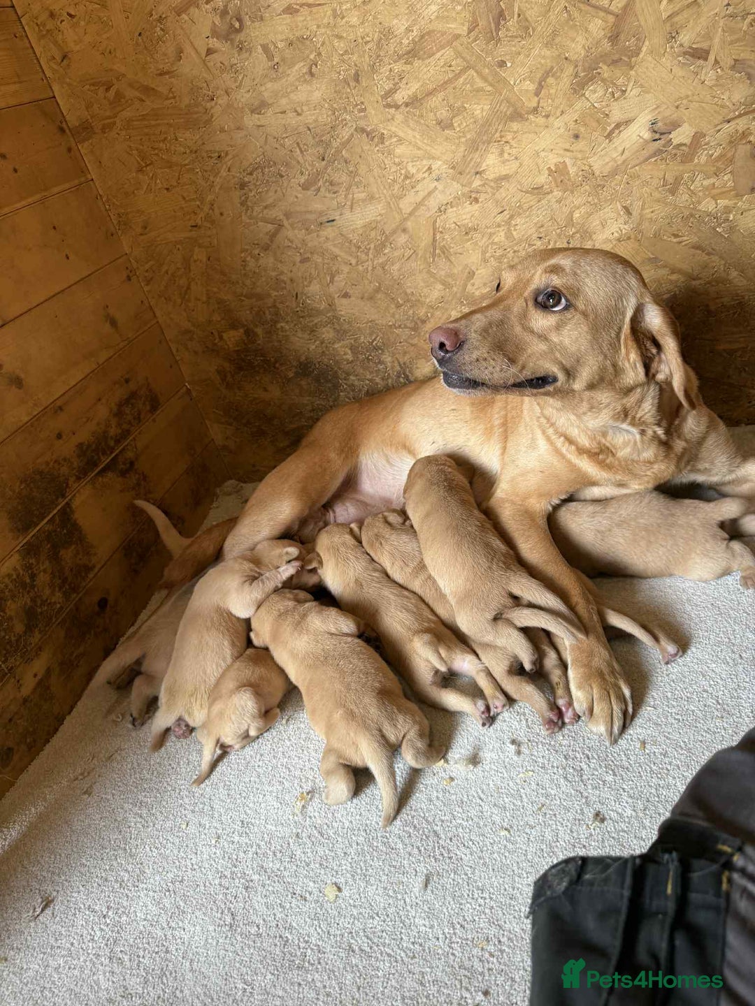 Labrador Retriever dogs for sale: KC Registered labradores ready to leave  - Image 8