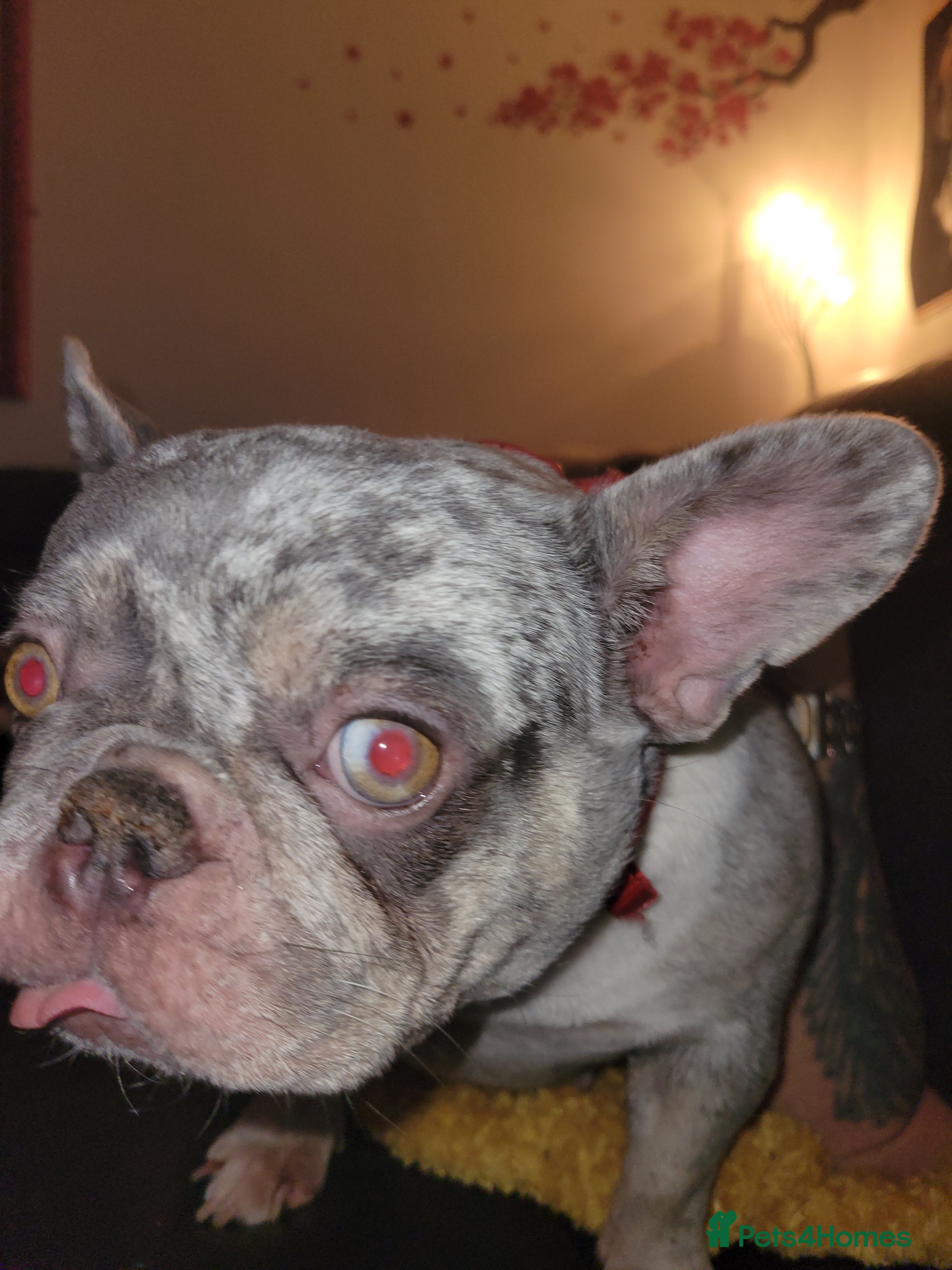 French Bulldog dogs Meet this 2 yr old beautiful little frenchie - Advert 1