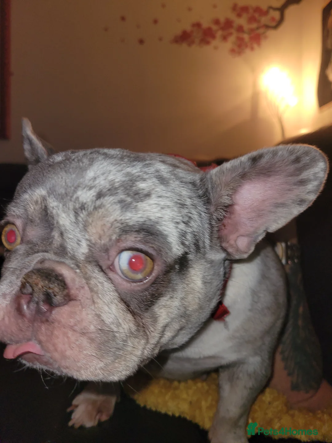 French Bulldog dogs for sale: Meet this 2 yr old beautiful little frenchie - Advert 1