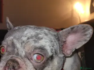 French Bulldog dogs Meet this 2 yr old beautiful little frenchie - Advert 1