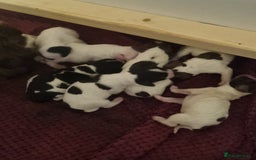 Sprocker dogs for sale: Sprocker  - Image 3